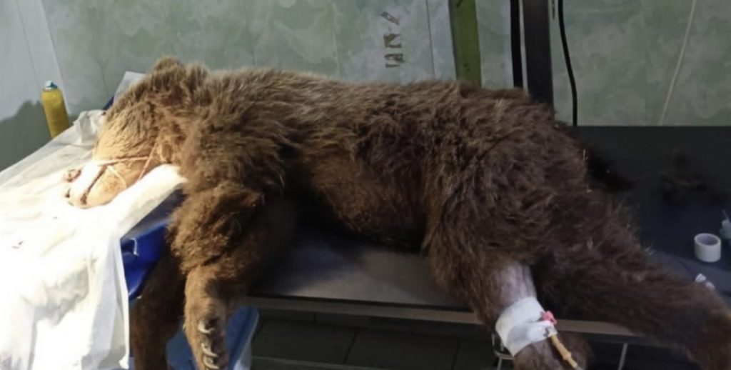 В Северной Осетии спасли раненого медведя  