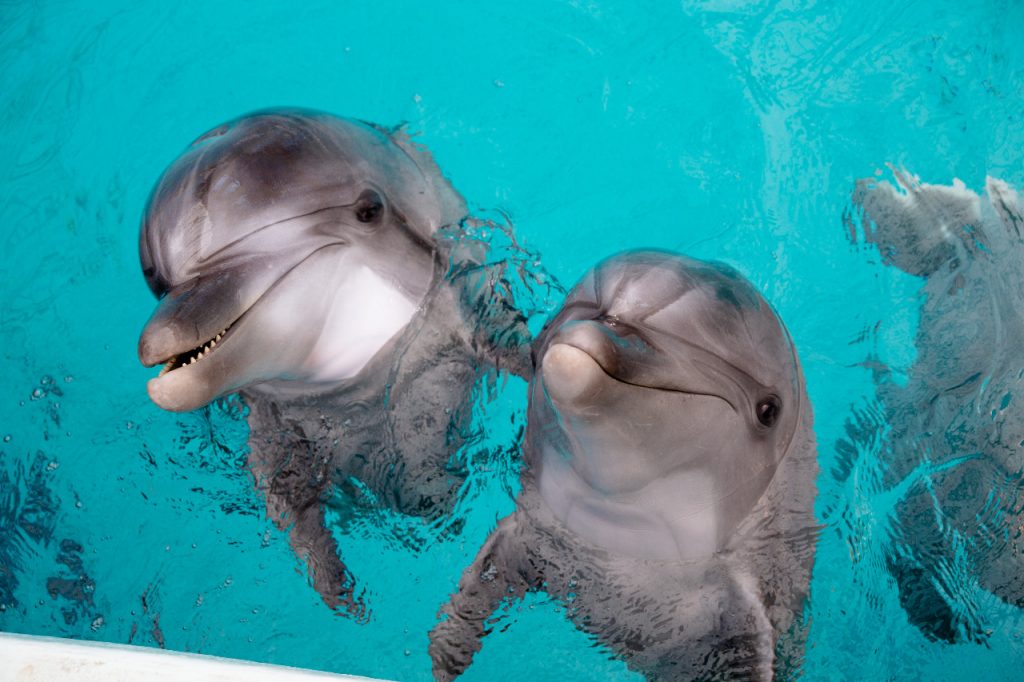 Дельфины - это параллельная цивилизация