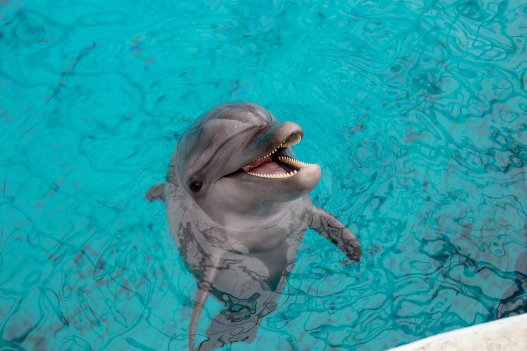 Дельфины - это параллельная цивилизация